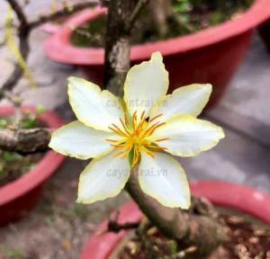 Cây Mai Ngự Sử