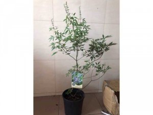 Vitex - Lavender thân gỗ