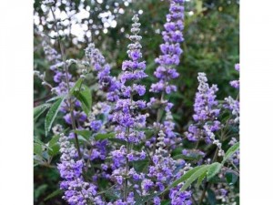 Vitex - Lavender thân gỗ