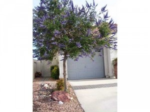 Vitex - Lavender thân gỗ