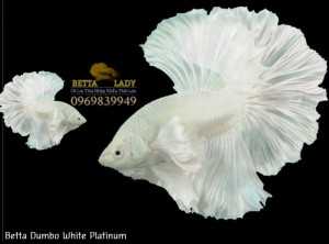 Cá Betta Halfmoon Dumbo White Platinum Nhập Khẩu Thái Lan
