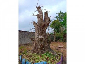 Cây công trình và đồ Mỹ nghệ