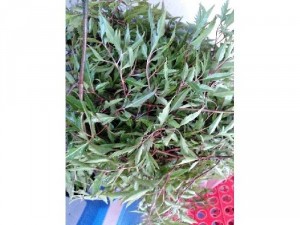 Lá đinh lăng tươi - gói 1kg