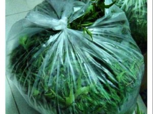 Lá đinh lăng tươi - gói 1kg