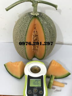 Máy đo độ ngọt trái cây SCM1000 - HMDigital Mỹ