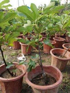 Cung cấp Giống Cây Sung Mỹ chuẩn giống F1.