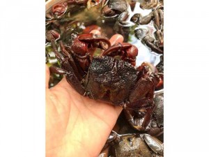 Ba khía muối nguyên con 1000 gr