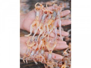 Khô nhái đặc sản vùng Tây Nam Bộ