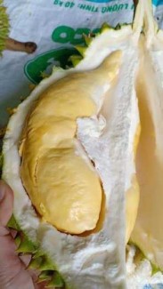 Cung cấp giống cây sầu riêng RI6, chuẩn giống F1, năng suất cao, giá cả hợp lý