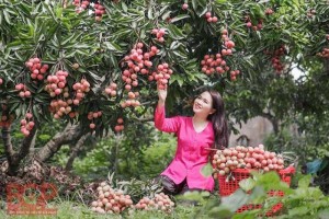 Giống cây vải không hạt uy tín chất lượng, số lượng lớn, giao hàng toàn quốc