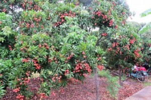 Giống cây vải không hạt uy tín chất lượng, số lượng lớn, giao hàng toàn quốc