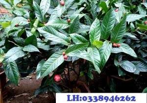 Bán cây: Hoa Hải Đường