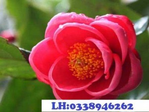 Bán cây: Hoa Hải Đường
