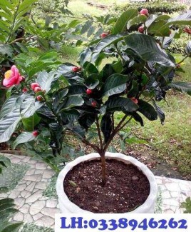 Bán cây: Hoa Hải Đường