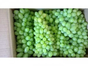 Nho Ninh Thuận các loại : nho xanh 1 ky
