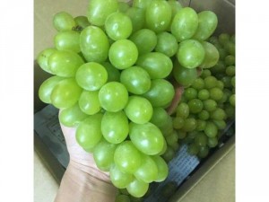 Nho Ninh Thuận các loại : nho xanh 1 ky