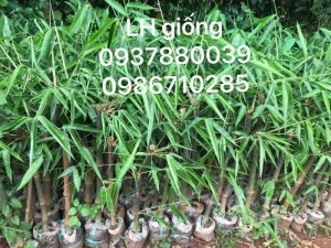 CHUYÊN CUNG CẤP GIỐNG MĂNG TRE