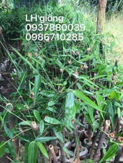CHUYÊN CUNG CẤP GIỐNG MĂNG TRE