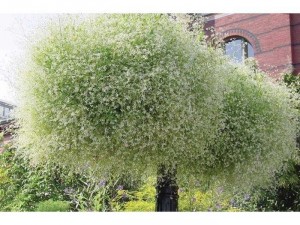 Hoa diamond frost - bạch tuyết