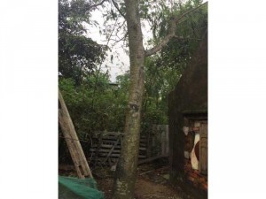 Bán cây cóc ta hơn 20 năm tuổi