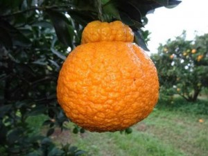 Giống Cam Dekopon Nhật Bản Năng Suất Cao chuẩn giống F1 .