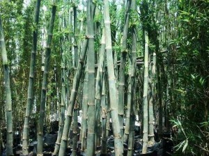 Cây Giống Tầm Vông