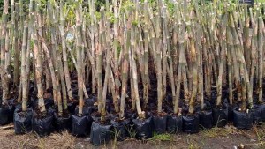Cây Giống Tầm Vông