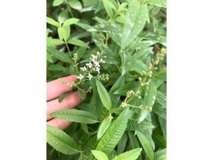 Bạc hà sả chanh pháp - lemon verbena