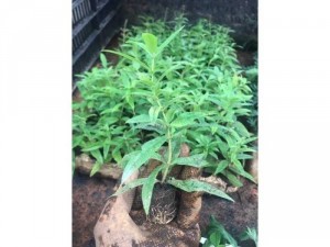 Bạc hà sả chanh pháp - lemon verbena