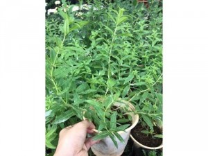 Bạc hà sả chanh pháp - lemon verbena