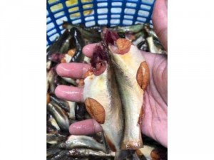 Cá chốt trứng 1 ký
