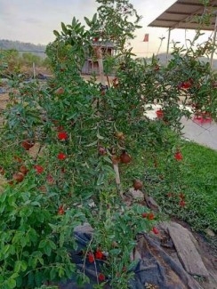 Giống Lựu Đỏ Ấn Độ Đượ Nhập Khẩu Chuẩn Giống F1 .