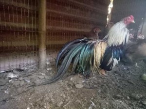 Bán Gà Tre Cảnh Tân Châu Tại Quận Ba Đình Hà Nội