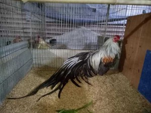 Bán Gà Tre Cảnh Tân Châu Tại Quận Ba Đình Hà Nội