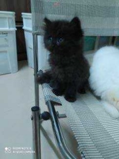 Còn 1 bé Mèo Anh Lông Dài Màu Mun 2,2 triệu