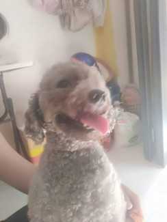 Bán cún Poodle