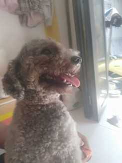 Chó Poodle màu xám