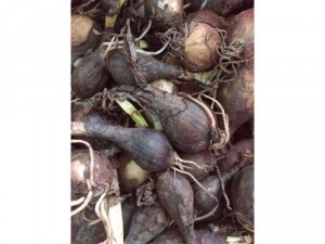 Hoa Bỉ ngạn - Mạn Châu Hoa