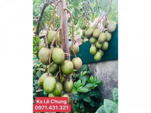 Cây cóc thái size nhỏ