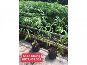 Cây cóc thái size nhỏ
