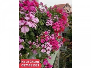 Phong lữ thảo rủ