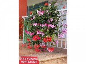 Phong lữ thảo rủ