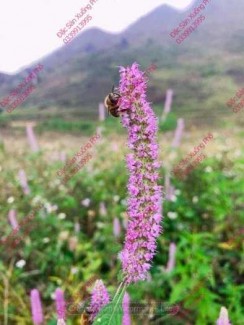 Mật ong bạc hà
