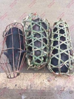 Lợn rừng - lợn mán - lợn tên lửa - lợn đen