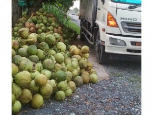 Chuyên cung Dừa khu vực Bình Dương