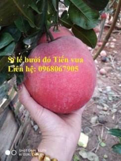 Cung cấp bưởi đỏ chưng tết bao đẹp. Liên hệ: 0968067905