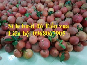 Cung cấp bưởi đỏ chưng tết bao đẹp. Liên hệ: 0968067905
