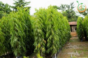 Cây hoàng nam. Chiều cao từ 0,5 - 3,5m