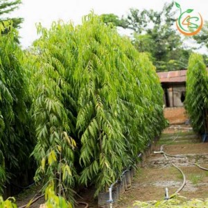 Cây hoàng nam. Chiều cao từ 0,5 - 3,5m
