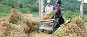 Máy Tuốt Lúa Đạp Chân